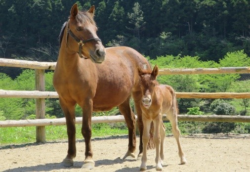 対州馬（たいしゅうば、たいしゅううま）は、対馬（長崎県対馬市）を中心に飼育されてきた日本在来種の馬。坂路への適応と温順な性質を特徴とする。  他の日本在来馬と同様、体高147センチメートル以下のポニーに分類される小柄な馬だが、険しい山道の多い対馬にあって、かつては農耕馬や木材・農作物・日用品等の運搬に用いる駄馬として活躍し、生活に欠かせない存在であった。