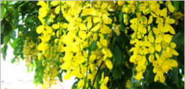 咲き誇る黄色い花たち