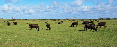 黒島の牧場の風景