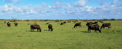 Kuroshima Island