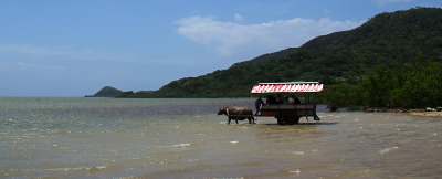 浅瀬を水牛車で由布島へ渡る