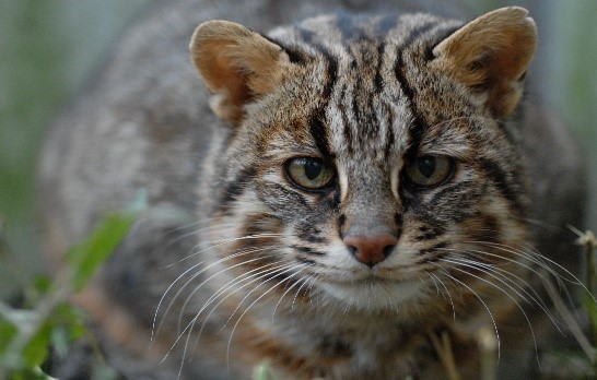 ツシマヤマネコは、対馬だけに生息する野生のネコです。約10万年前に当時陸続きだった大陸から渡ってきたと考えられ、 ベンガルヤマネコの亜種とされており、1971年に国の天然記念物に指定されています。