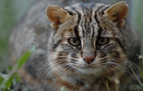 ツシマヤマネコは、対馬だけに生息する野生のネコです。約10万年前に当時陸続きだった大陸から渡ってきたと考えられ、 ベンガルヤマネコの亜種とされており、1971年に国の天然記念物に指定されています。